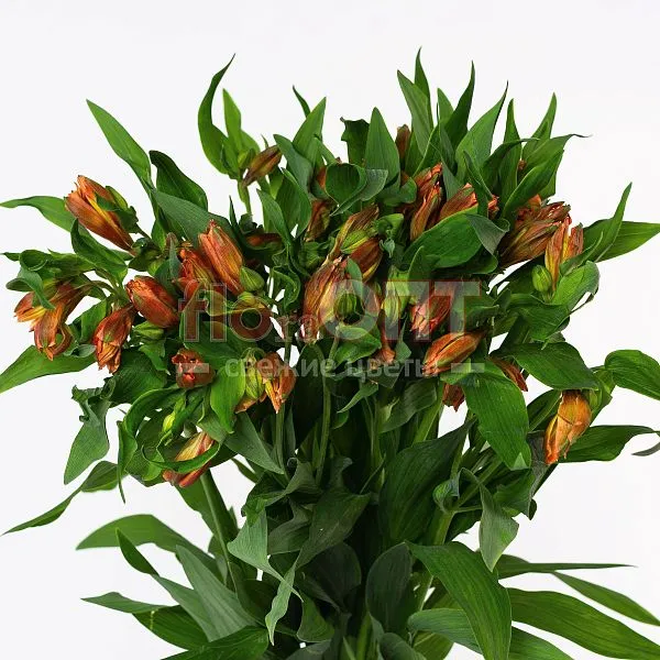 Альстромерия Люкс — фото 6