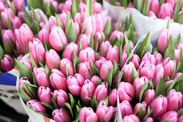 Тюльпан — фото 1