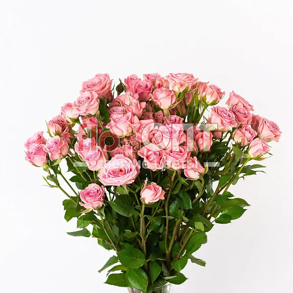 Роза Россия Кустовая 50см — фото 3