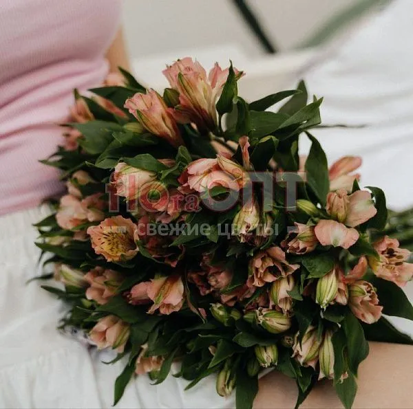 Альстромерия Люкс — фото 2