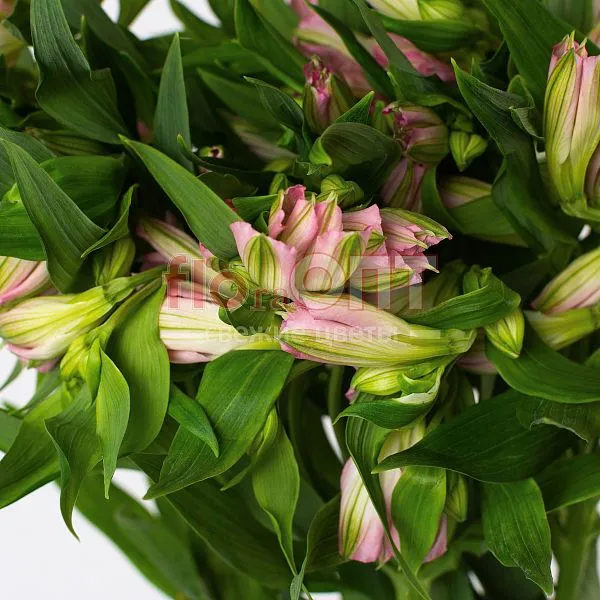 Альстромерия Люкс — фото 1