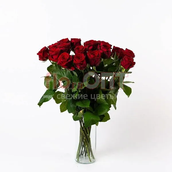 Роза Гран При 70 см — фото 3