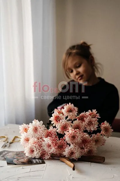 Хризантема крашеная Красная — фото 2