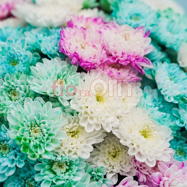 Букет № 128 из цветной кустовой хризантемы  — фото 3