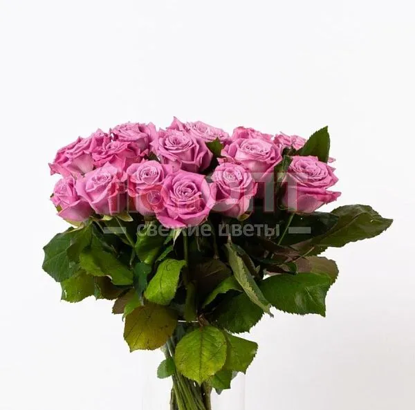 Роза Россия 70см — фото 5