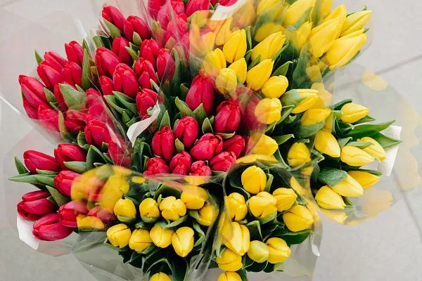 Тюльпан — фото 5