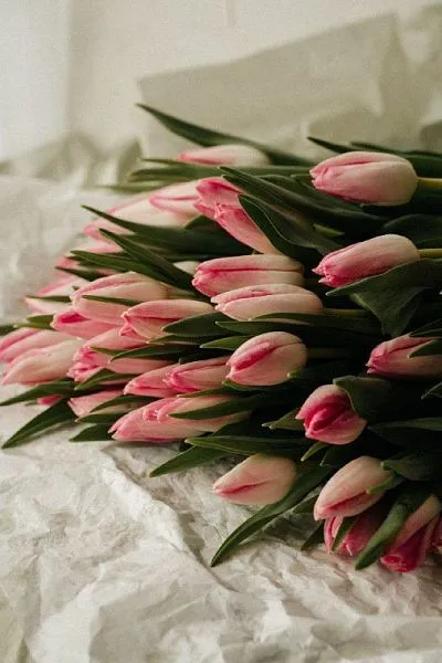 Тюльпан  — фото 3