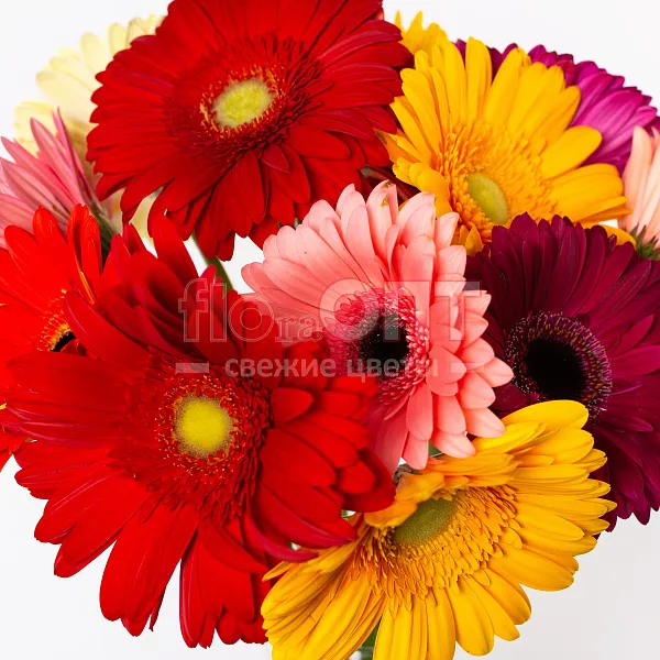 Гербера — фото 2