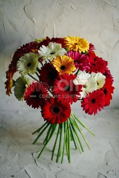 Гербера — фото 1