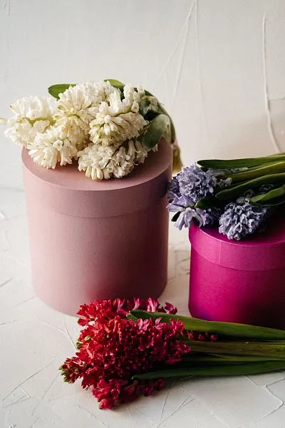 Гиацинт — фото 3