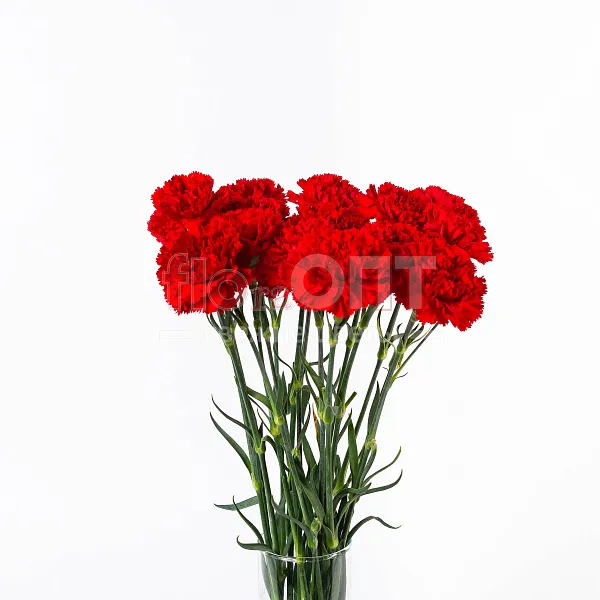 Гвоздика Одиночная красная в Новосибирске — фото 4