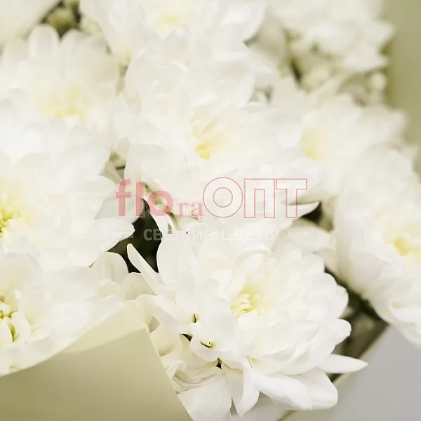 Букет № 143 из 5 шт кустовых хризантем  — фото 4