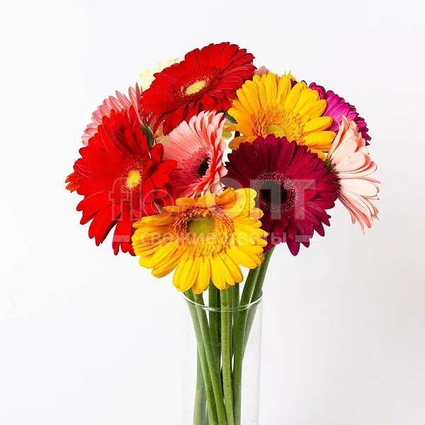 Гербера — фото 2