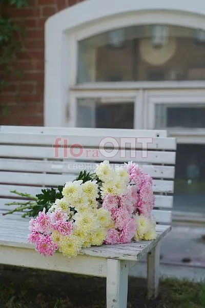 Хризантема крашеная Микс — фото 2