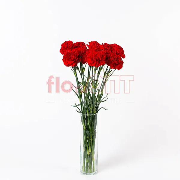 Гвоздика Одиночная красная в Новосибирске — фото 1