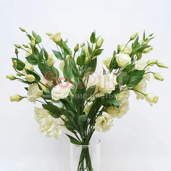 Эустома — фото 3