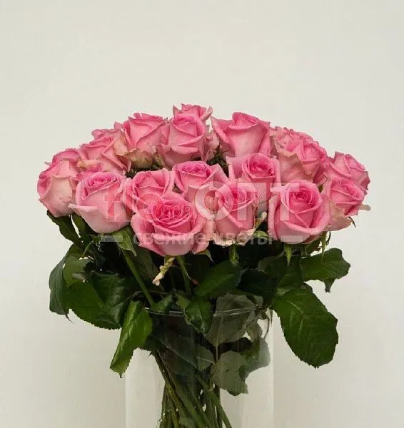 Роза Россия 60см — фото 3