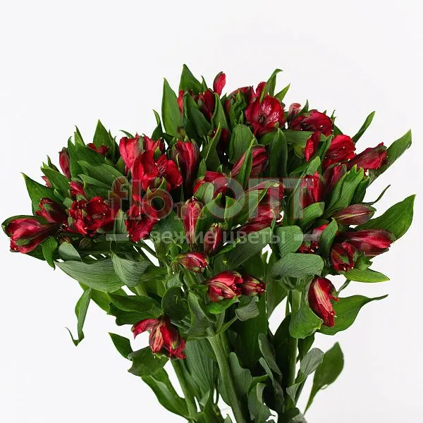 Альстромерия Люкс — фото 5