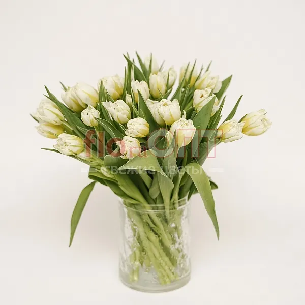 Тюльпан Экстра  — фото 1