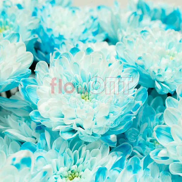 Букет № 535 с синей крашеной хризантемой  — фото 4