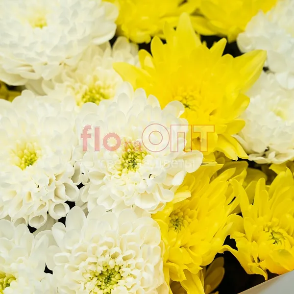 Букет № 524 с желтой и белой хризантемой  — фото 5