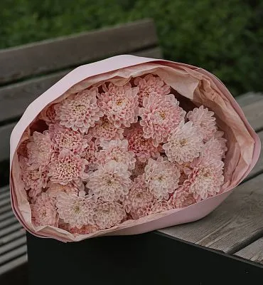 Букет Зефирка №15 из розовых крашеных хризантем — фото 9