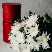 Хризантема одиночная белая — фото 70