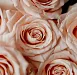 Розы